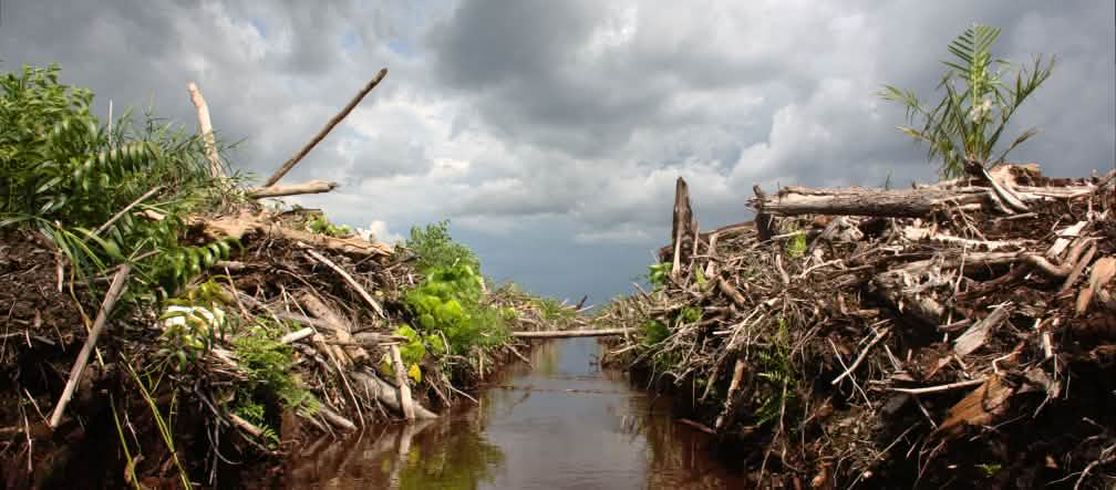 Denaro tedesco per deforestare l'Indonesia