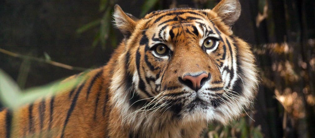 È ancora possibile salvare la tigre di Sumatra