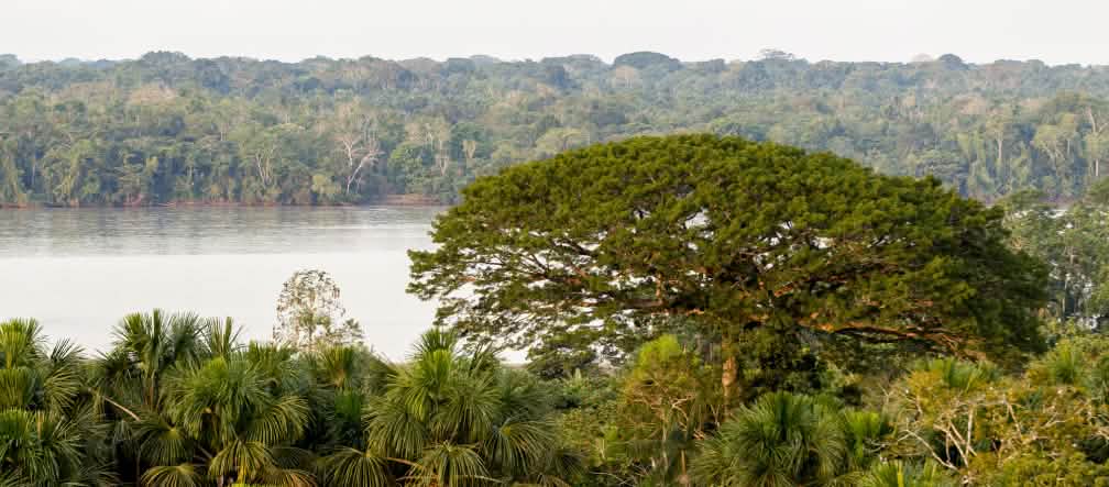 Parco nazionale di Yasuní Vista degli alberi e del fiume nel Parco nazionale di Yasuní, Ecuador