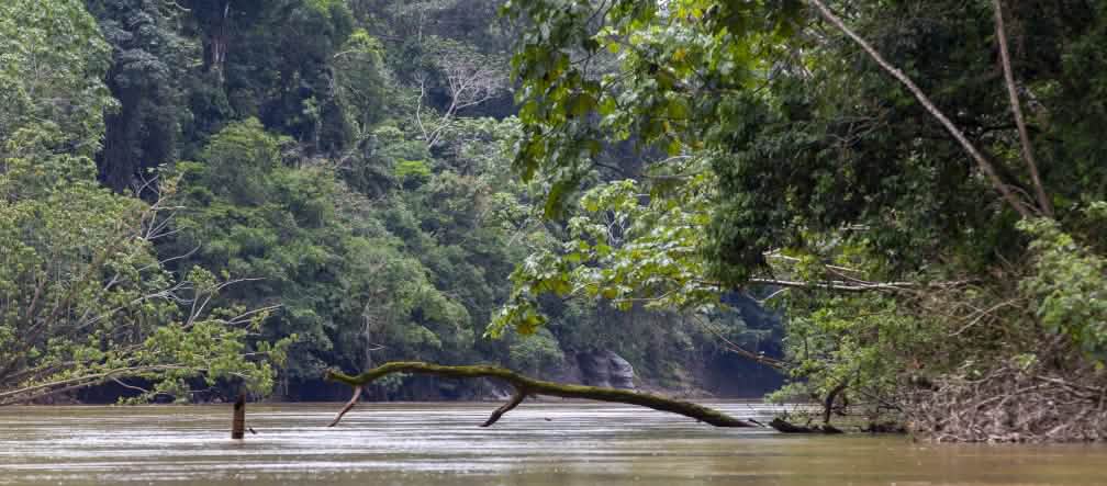 Parco nazionale Yasuní Vista della vegetazione e del fiume nel Parco nazionale di Yasuní, Yasuní, Ecuador