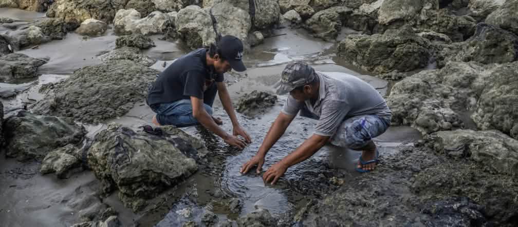 Il bitume distrugge le mangrovie e impedisce ai pescatori di uscire in mare Due uomini mostrano pezzi di bitume tossico  bitume su una costa inquinata