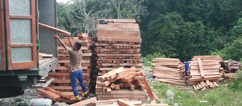 Carico di legno di balsa vicino al Río Napo, Ecuador Il legno di balsa mentre viene caricato su camion