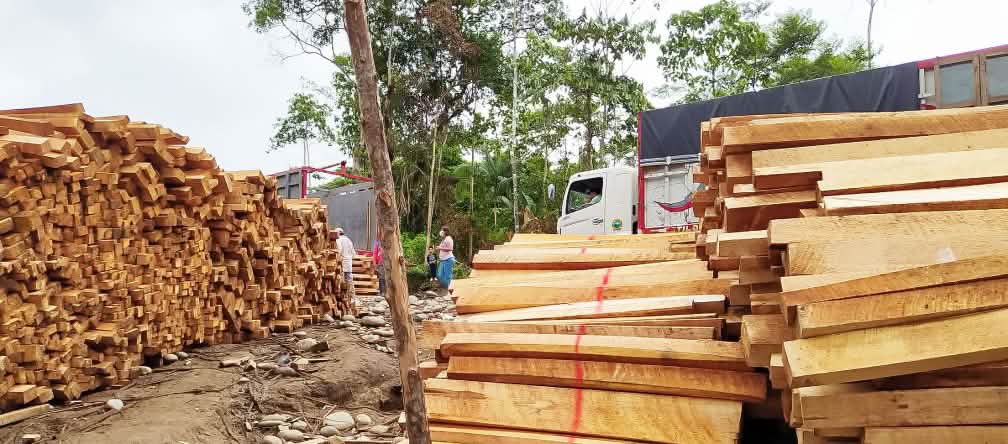 Deposito di legno di balsa nel villaggio di Copataza, nell’Amazzonia ecuadoriana Legno di balsa accatastato