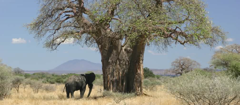 Un elefante accanto ad un baobab nella savana