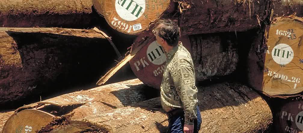 Deforestazione per legname FSC Tronchi di legno marchiati