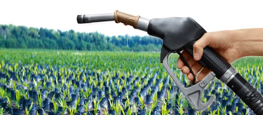 Migliaia di piantine di palma da olio per creare nuove piantagioni nella foresta tropicale: l'olio di palma è la principale materia prima per la produzione di biodiesel Fotomontaggio: un miscelatore di benzina e un vivaio di piantine di palma da olio nella foresta tropicale