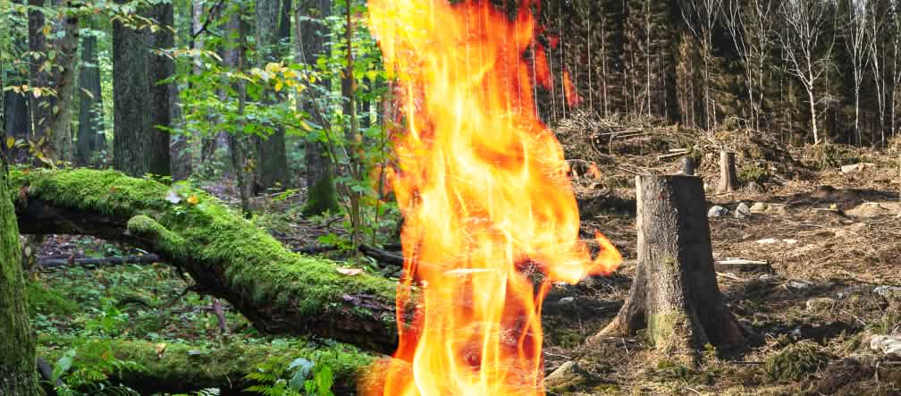 Fotomontaggio: tronco che brucia per la bioenergia Fotomontaggio: tronco che brucia per la bioenergia