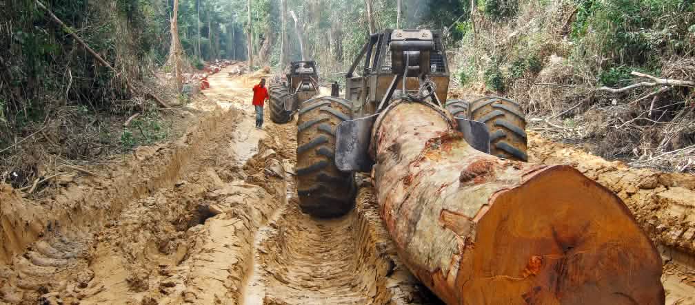 Un tronco gigante trasportato su una strada in una foresta dell'Africa centrale Un tronco tagliato e trasportato attraverso la foresta