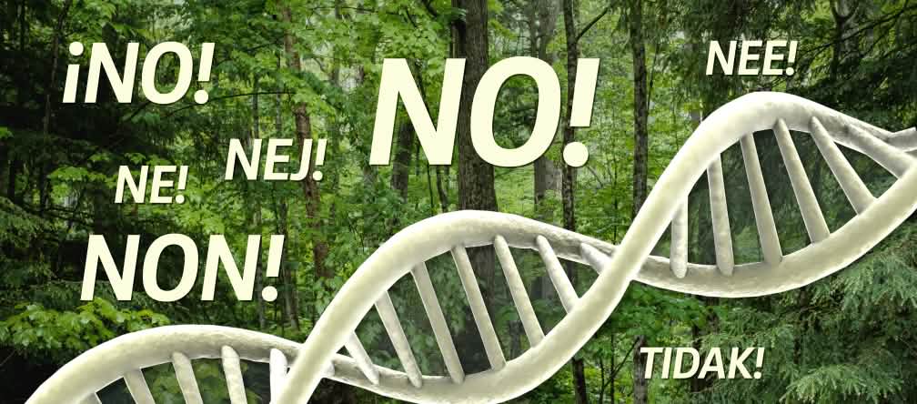 I castagni geneticamente modificati minacciano la natura Fotomontaggio - DNA nella foresta