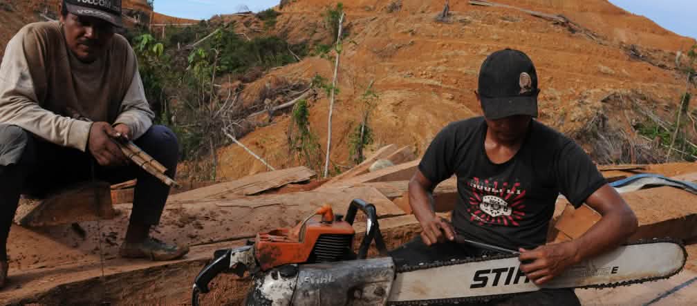 Deforestazione: le motoseghe Stihl si usano in tutto il mondo Taglialegna nel Borneo con una motosega Stihl