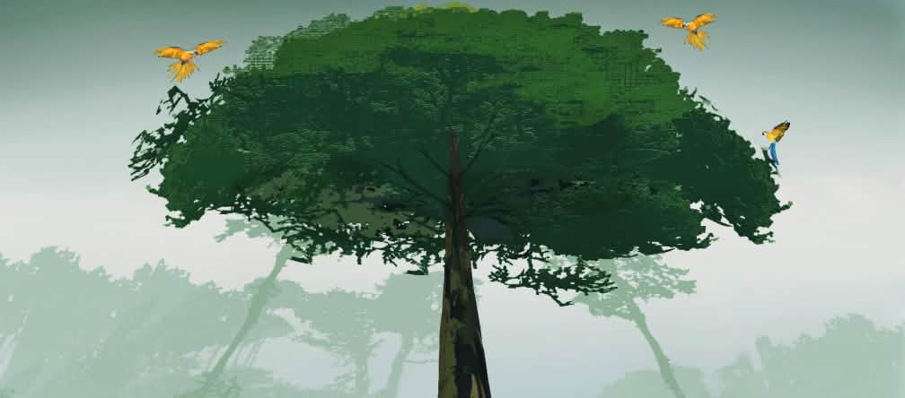 Quattro mila alberi sono gia’ stati marchiati