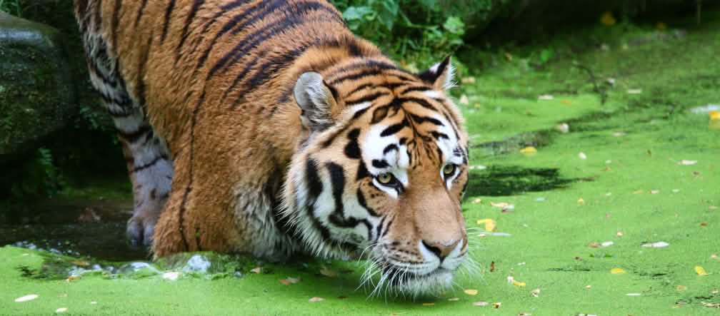Le tigri del Bengala vivono nelle zone umide di Sundarbans Una tigre vicino all'acqua