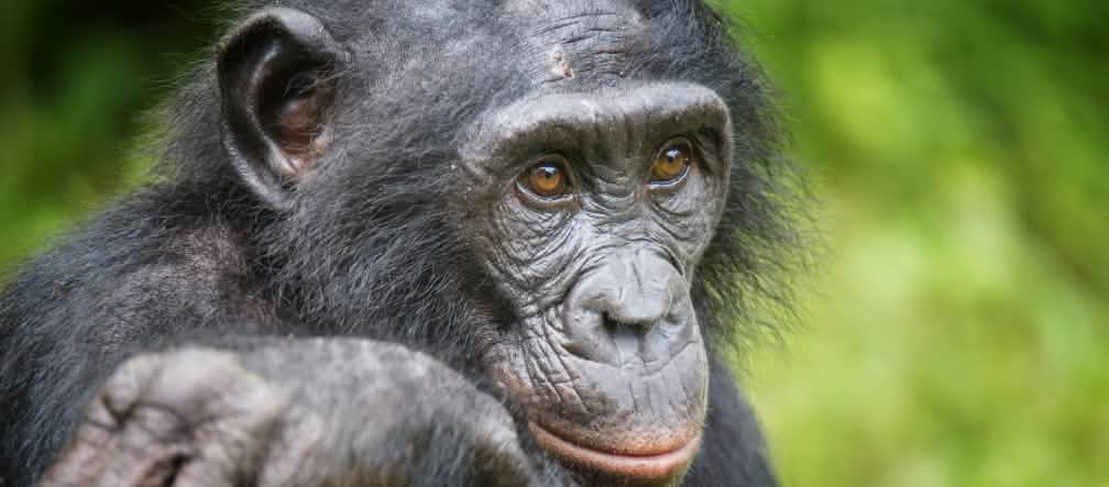 I bonobo sono molto più piccoli degli scimpanzé Un bonobo