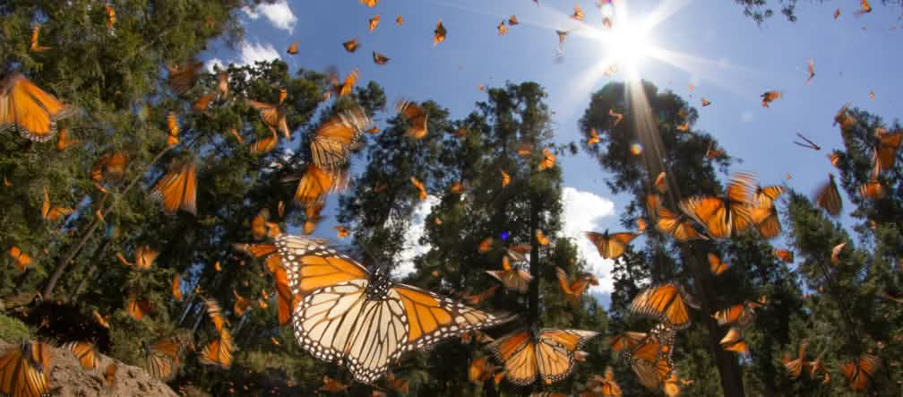 Gli OGM e i loro pesticidi minacciano le farfalle Monarca (photo: Rachel James - CC BY-NC-SA 2.0) Farfalle Monarca nello stato di Michoacán Messico