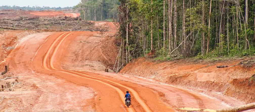 La deforestazione è una delle cause principali del cambiamento climatico