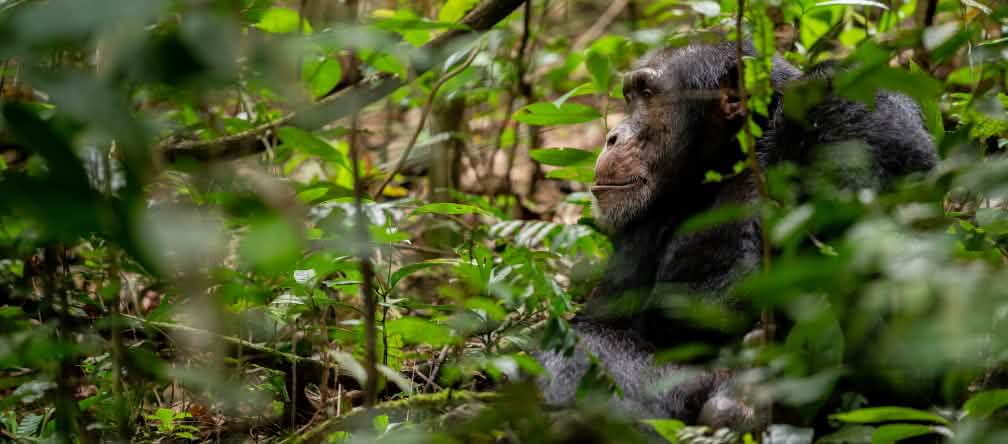 Una diga idroelettrica minaccia la sopravvivenza di 1.500 scimpanzé nel Parco Nazionale Moyen-Bafing in Guinea Uno scimpanzé a Bossou, Guinea
