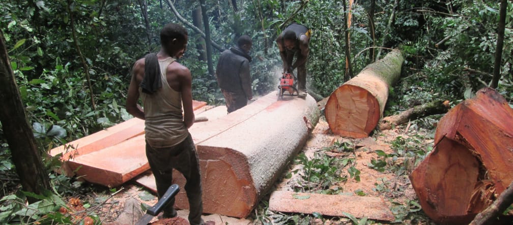 Tre taglialegna tagliano un albero appena abbattuto. La scena del crimine è lo stato di Cross River, Nigeria. I taglialegna mentre tagliano alberi nella foresta
