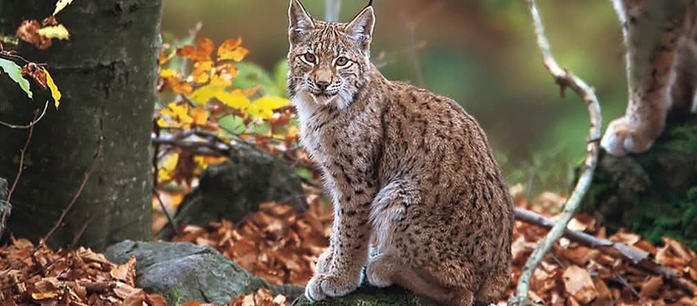 La lince balcanica minacciata. Foto: Joachim Flachs Lince balcanica nella foresta