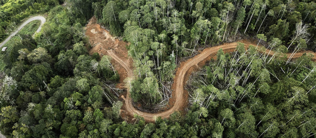Fermiamo la miniera d'oro che minaccia le tigri di Sumatra! Fermiamo la miniera d'oro che minaccia le tigri di Sumatra!