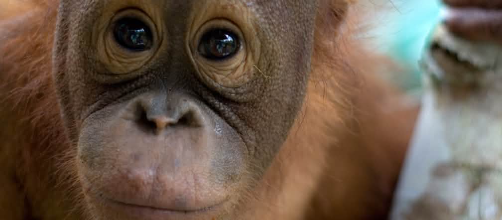 280 oranghi vivono ancora nelle torbiere di Tripa Primo piano del volto di un giovane orango