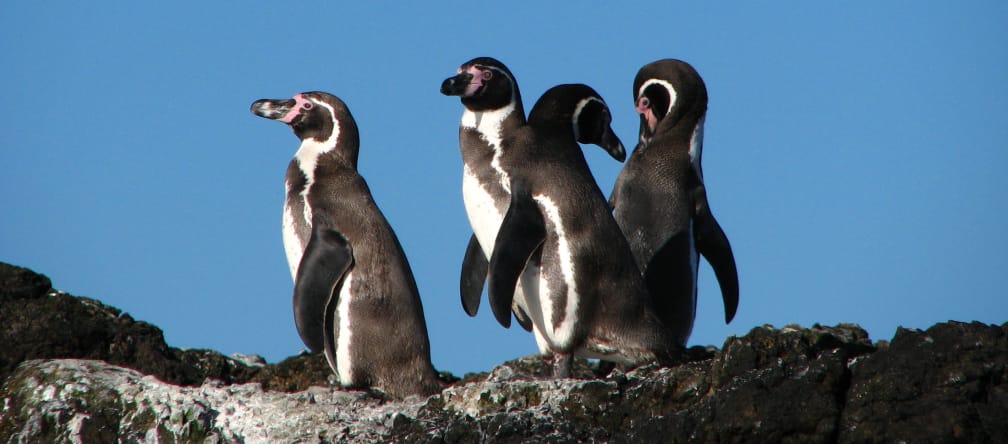 I pinguini di Humboldt si riproducono nella regione marina di La Higuera - Isla Chañaral in Cile. Pinguini Humboldt in Cile