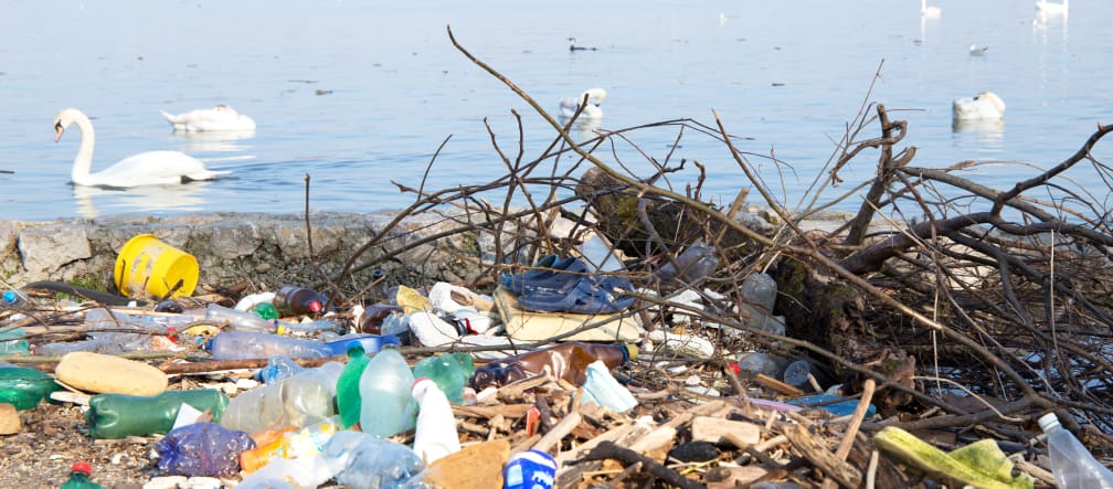 Rifiuti di plastica sulle rive del Danubio Rifiuti di plastica vicino al fiume Danubio e cigni sullo sfondo
