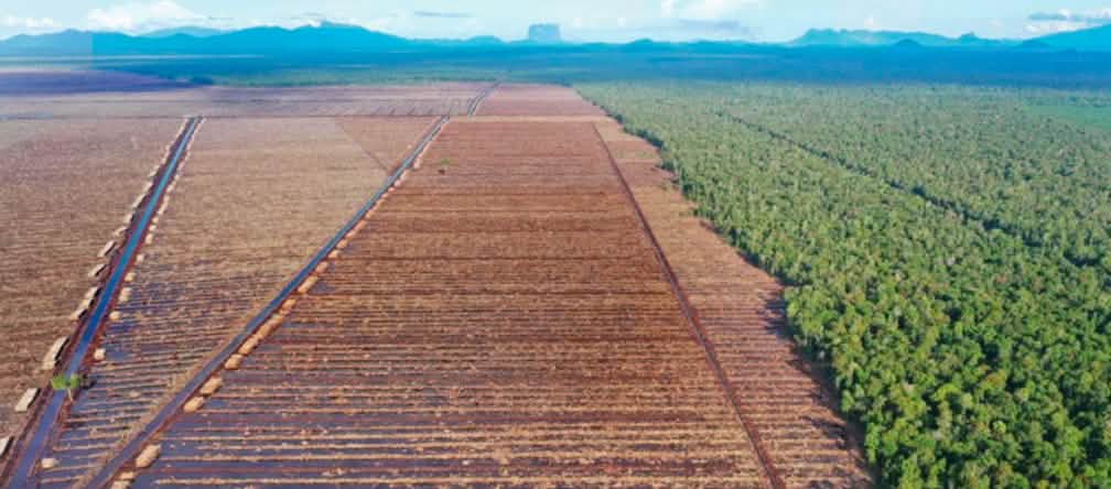 Oranghi condannati all'estinzione: deforestazione da parte della PT Mayawana Persada nel Borneo A sinistra: deforestazione per l'industria della carta, a destra: foresta primordiale