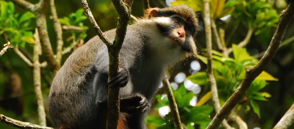 Cercopiteco dalle orecchie rosse nella foresta di Ebo in Camerun Cercopiteco dalle orecchie rosse nella foresta di Ebo in Camerun