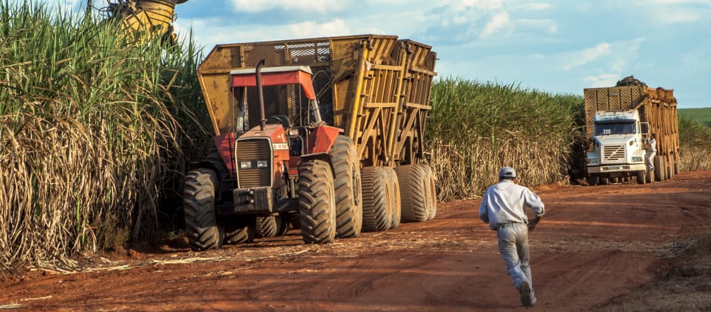 Raccolta della canna da zucchero in Brasile, Mato Grosso Raccolta della canna da zucchero in Mato Grosso (Brasile)