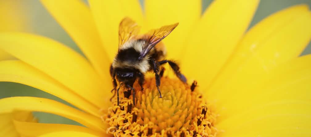 Non solo le api, anche i bombi ed altri insetti impollinatori sono seriamente minacciati dagli insetticidi neonicotinoidi.
