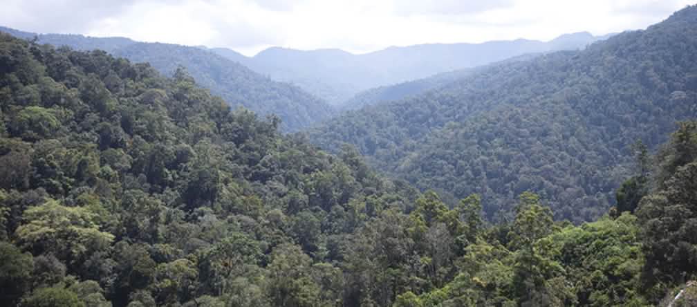Fermiamo la miniera d'oro che minaccia le tigri di Sumatra! Fermiamo la miniera d'oro che minaccia le tigri di Sumatra!