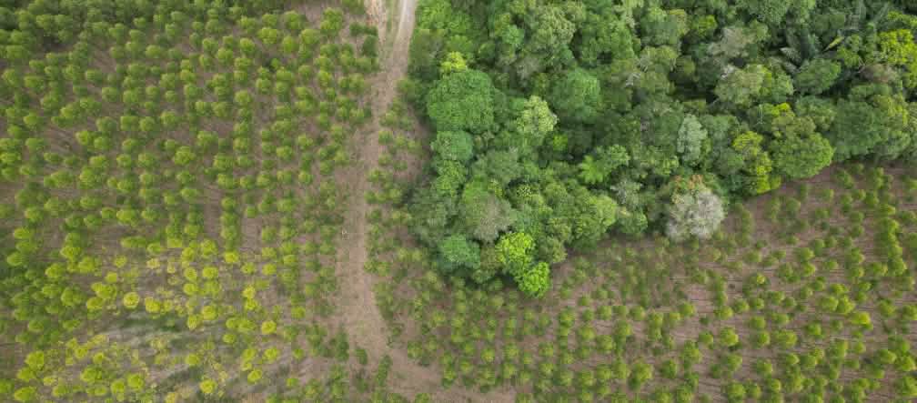 La foresta pluviale diventa cartone usa e getta: piantagione Toba Pulp Lestari a Sumatra Le piantagioni di eucalipto di TPL stanno riducendo la foresta pluviale