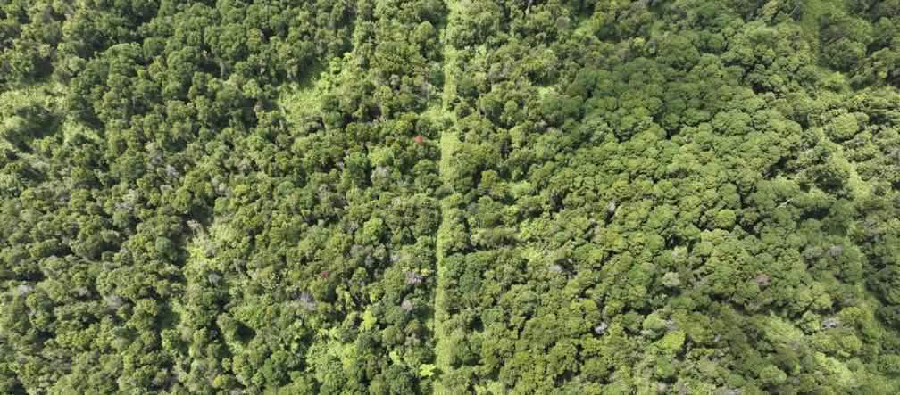 Una parte delle torbiere forestali di Tripa è ancora intatta Foto da drone di una torbiera boscosa