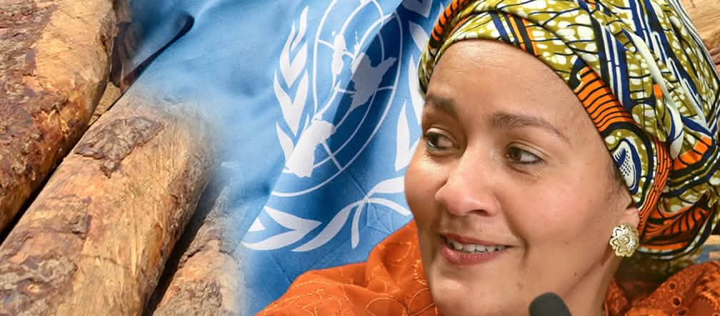 La Vicesegretaria generale dell'ONU è coinvolta nel commercio di palissandro secondo la EIA Sig.ra Amina J. Mohammed, Vicesegretaria generale delle Nazioni Unite accanto al tronco di palissandro e la bandiera delle Nazioni Unite