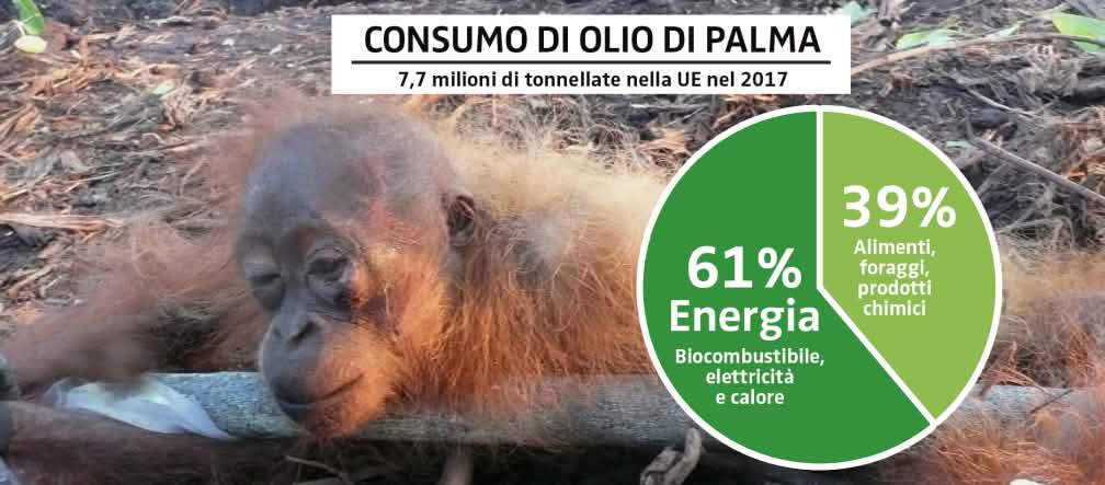 100.000 oranghi in meno: la coltivazione di palma da olio nel Borneo ha questo risultato mortale. Diciamo Basta! CONSUMO DI OLIO DI PALMA 2017