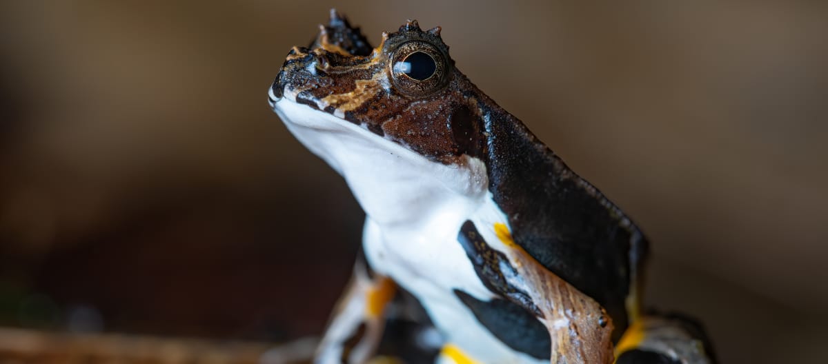 Rana nel Parco nazionale di Yasuní, Ecuador. Primo piano