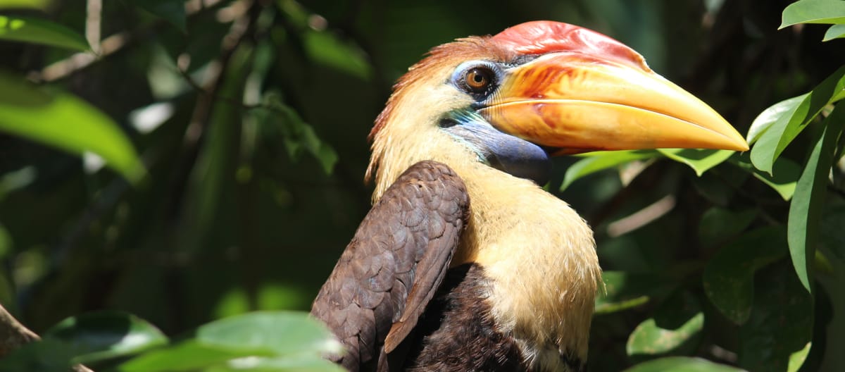 Il bucero di Sulawesi è in pericolo di estinzione