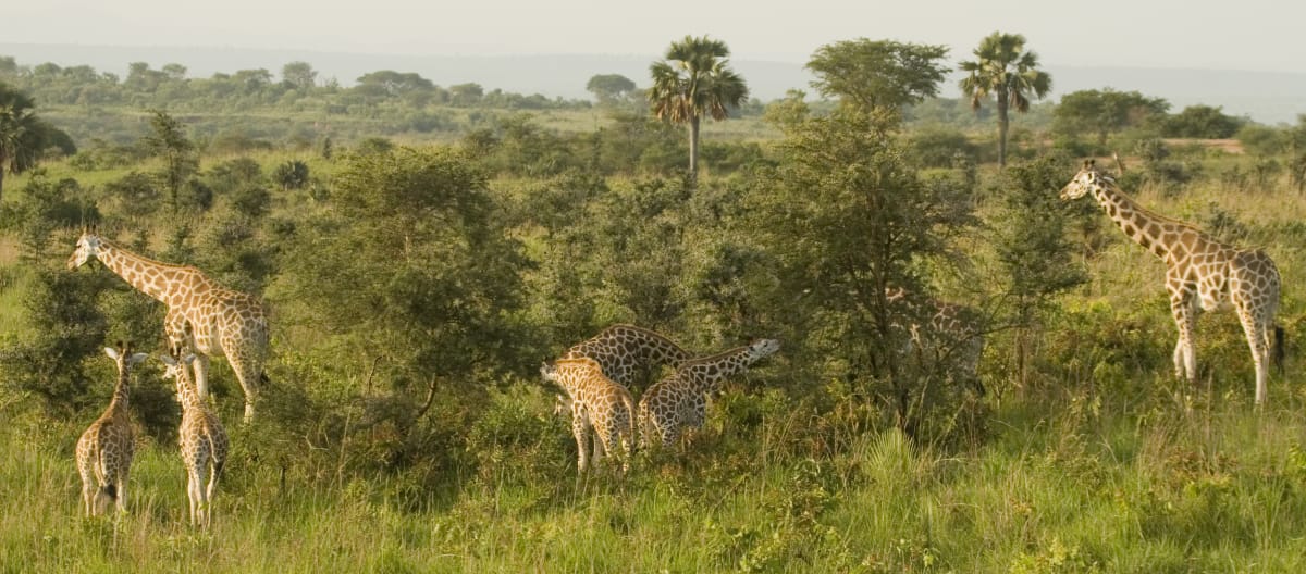 Giraffe nel Parco nazionale delle Cascate Murchison, Uganda.