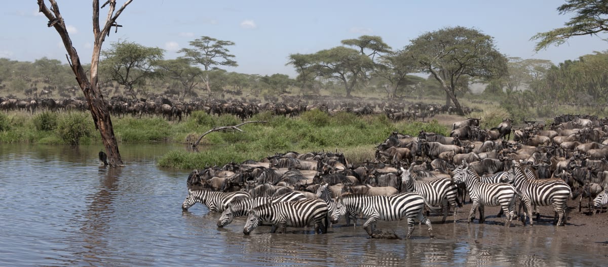 Zebra e gnu nel Parco Nazionale del Serengeti, in Tanzania.