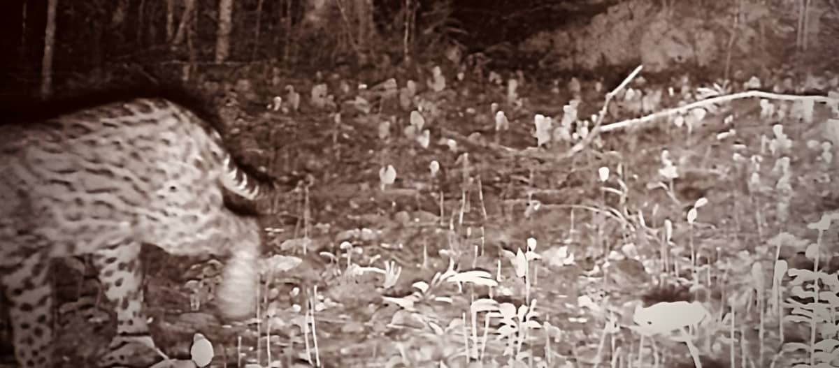 Un giaguaro parzialmente catturato da una trappola fotografica nella giungla, di notte.