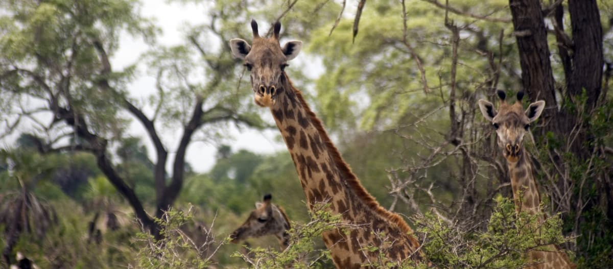 Una giraffa nella Selous Game Reserve in Tanzania