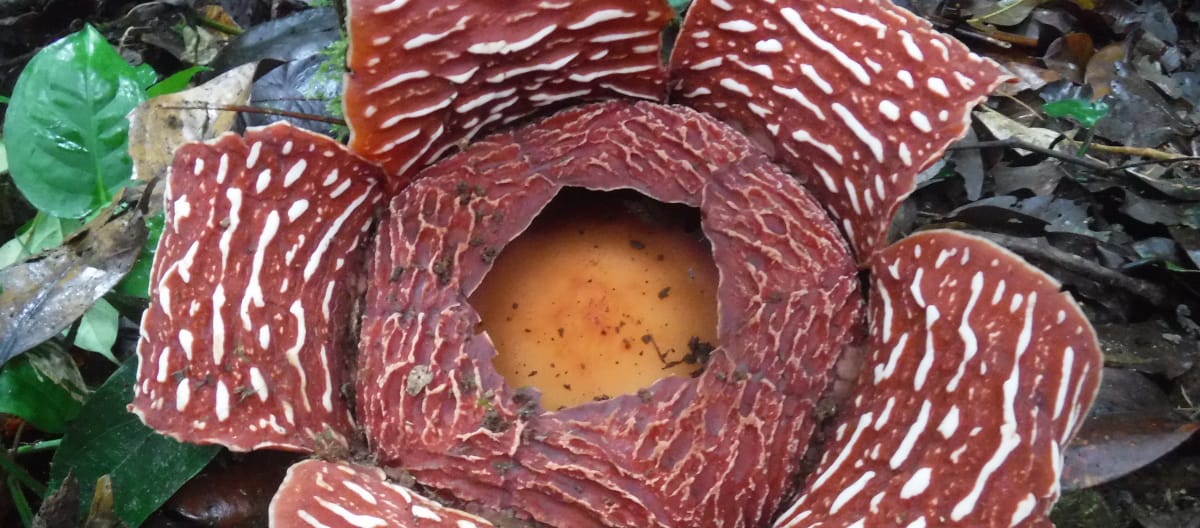 Rafflesia (Rafflesia arnoldii), il fiore più grande del mondo, in primo piano