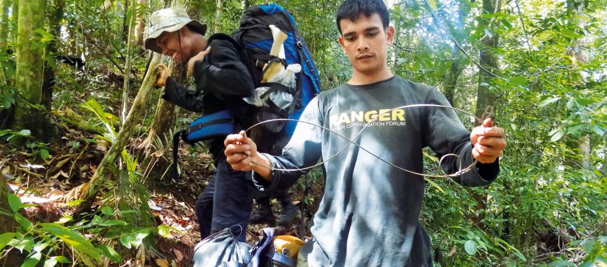 Le guardie forestali smantellano una trappola a scatto a Leuser