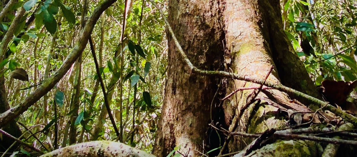 Un gigantesco albero della foresta pluviale circondato dal verde