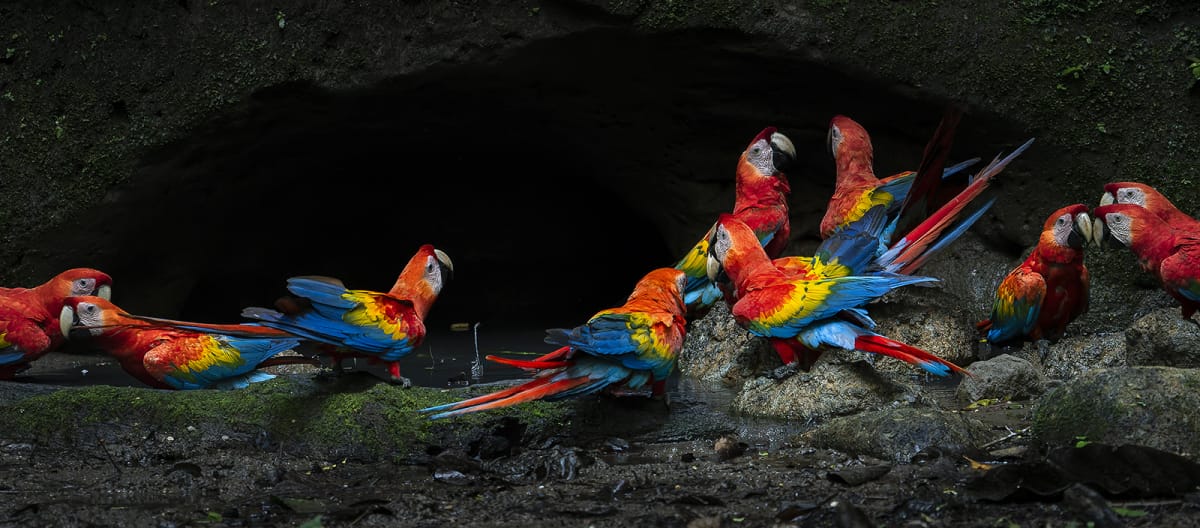 Gruppo di ara scarlatti nel Parco nazionale di Yasuní, nell'Amazzonia ecuadoriana.