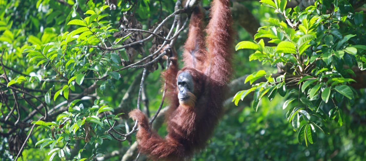 Orangutan di Sumatra (Pongo abelii)