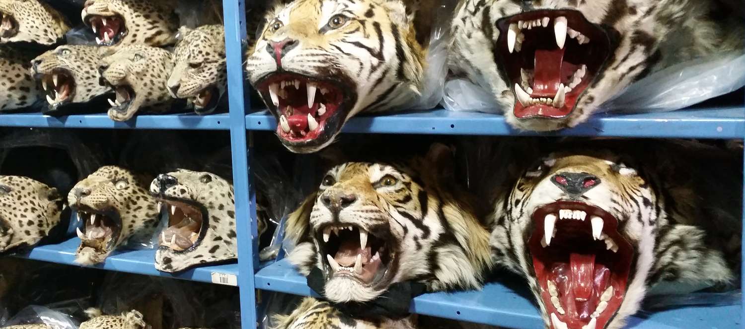 Teste di tigri imbalsamate