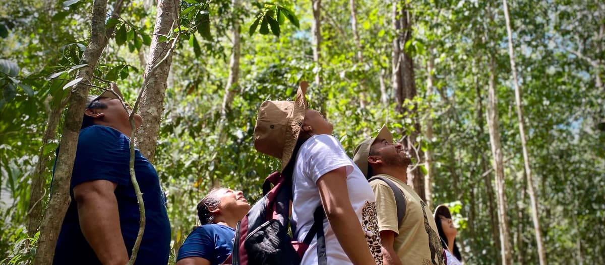 Un gruppo di persone ammira le cime degli alberi nella foresta pluviale.