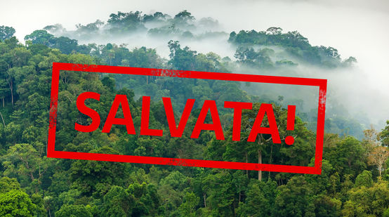 Foresta amazzonica con la scritta "salvata!"