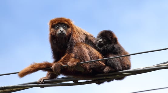 Una scimmia urlatrice seduta sulle linee elettriche con il suo cucciolo